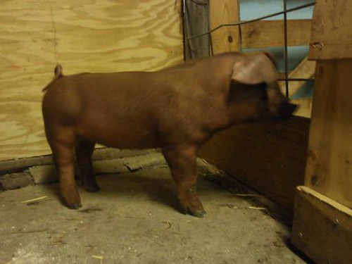 Duroc Litter (pictures) 5409532692_eddc4ca336