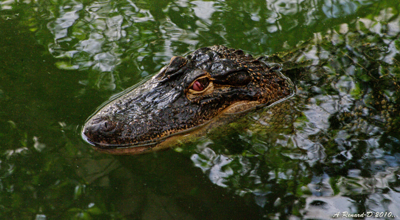 Alligator Bay 4931463097_6d51020a07_o