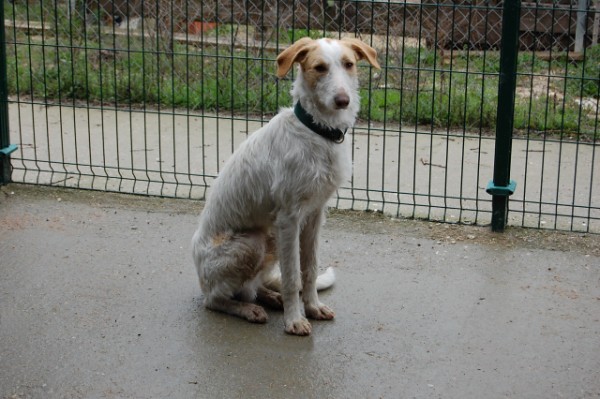 *REGGIO (julio 2009), perrito de tamaño grande en adopcion, un juguete roto más. Es muy miedoso, necesita un adoptante especial que le ayude a confiar. PROA Madrid (Solo en adopcion en la comunidad de Madrid) (PE) 4798293519_2e02501ef6_z