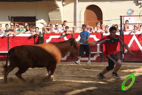 Cadreita (Navarra) 16-07-2010 GANADERIA SANTOS ZAPATERIA (Valtierra, Navarra) 4853894968_6ee9355d95