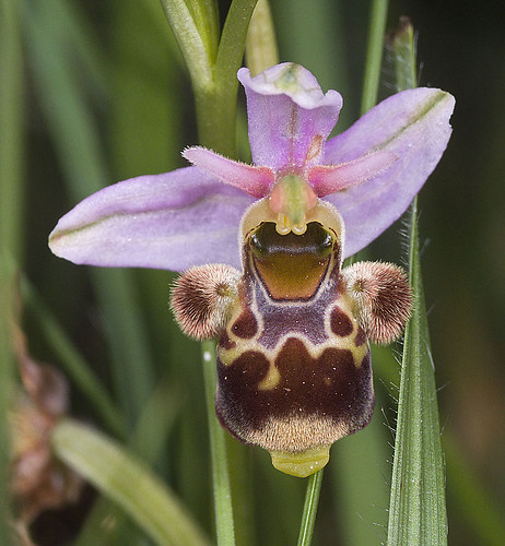 Ophrys scolopax? et errances taxinomiques - Page 2 5188183835_cf44212267