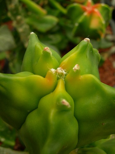 Astrophytum cultivars. 5219350584_d468156758