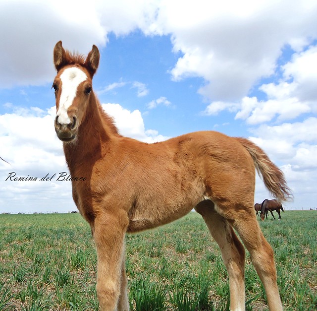 Fotos de Nuestros Caballos v. XXII - Página 15 5034256051_8ea0d6d51b_z