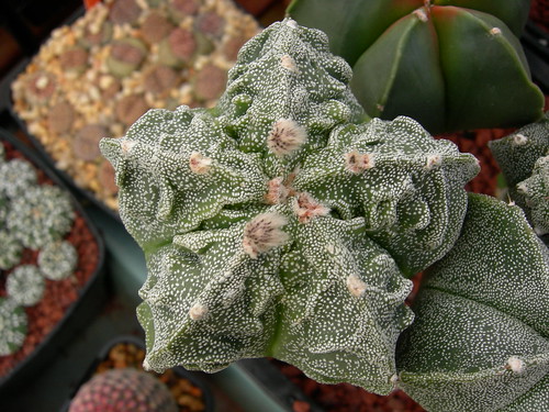 Astrophytum cultivars. 5218679899_e29718eb99