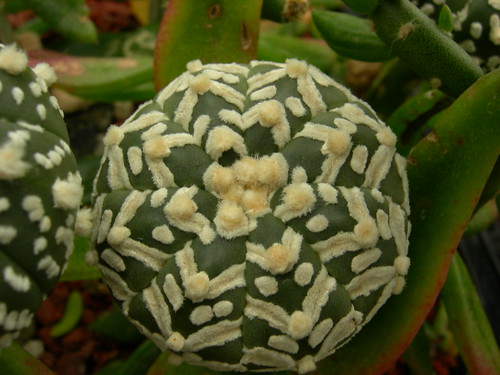 Astrophytum cultivars. 5218691395_64468e6ce3