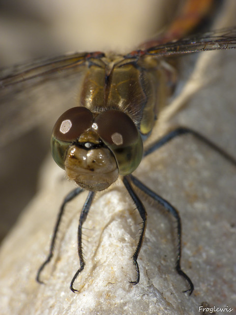 Sympétrum jaune d'or ( Sympetrum flaveolum )  4990445093_3c9484def5_z