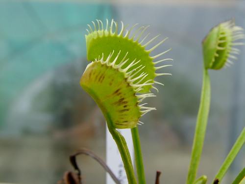 Maladie de la dionaea. 4820908328_ae85532568