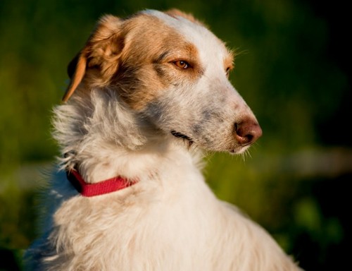 *REGGIO (julio 2009), perrito de tamaño grande en adopcion, un juguete roto más. Es muy miedoso, necesita un adoptante especial que le ayude a confiar. PROA Madrid (Solo en adopcion en la comunidad de Madrid) (PE) 4798262893_509180d847