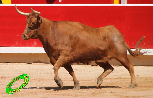 Concurso de recortadores con anillas de Pamplona (Navarra) ganaderias Santos Zapateria (Valtierra, Navarra), Herederos de Angel Macua (Larraga, Navarra), Jose Arriazu e Hijos (Ablitas, Navarra) y Vicente Dominguez (Funes, Navarra) 4793446841_7148677067