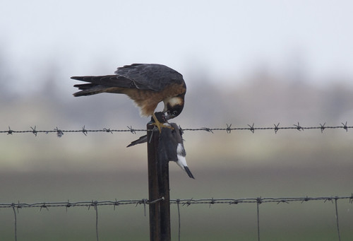 Falconiformes. sub Falconidae - sub fam Falconinae - gênero Falco - Página 2 4944011369_c7bc4549d6