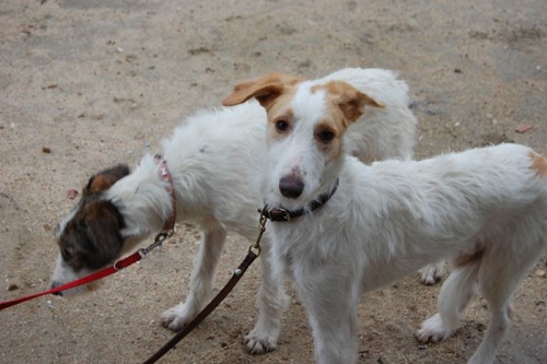 *REGGIO (julio 2009), perrito de tamaño grande en adopcion, un juguete roto más. Es muy miedoso, necesita un adoptante especial que le ayude a confiar. PROA Madrid (Solo en adopcion en la comunidad de Madrid) (PE) 4798327109_13450225b0