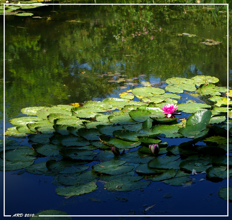 Money, Monnaie, Monet.... (ajouts du 20/7/10) 4812901278_f5ae9e5ca3_b