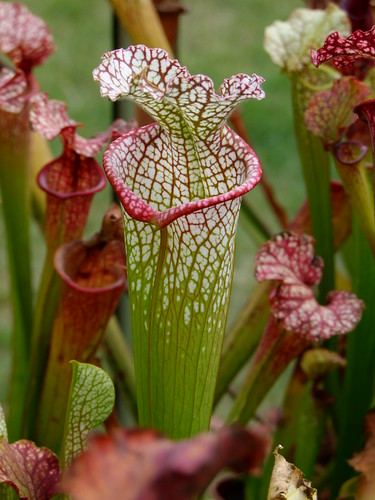 Leucophylla et Moorei =) 4997897759_fdafb1b9ae