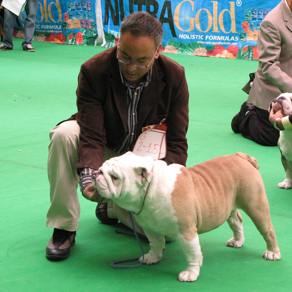  TOÀN QUỐC :"A" Litter Of K.BULL KENNEL.(TH.CH WINSAN BULLCOUNTRY J JUNIOR (JJ ) 5016199338_4ed0cec0ef_b