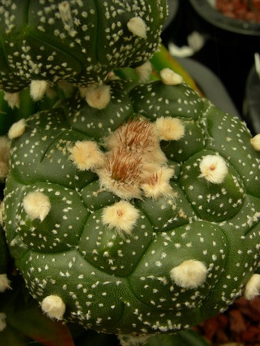 Astrophytum cultivars. 5218702855_39e00df42c