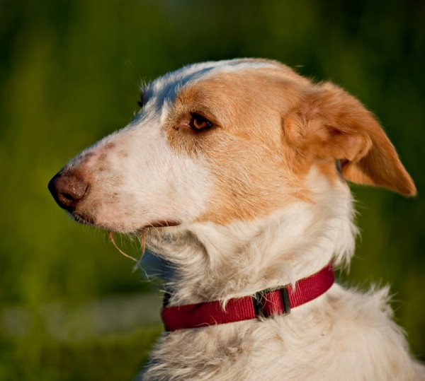 *REGGIO (julio 2009), perrito de tamaño grande en adopcion, un juguete roto más. Es muy miedoso, necesita un adoptante especial que le ayude a confiar. PROA Madrid (Solo en adopcion en la comunidad de Madrid) (PE) 4798896752_e561e33368_z