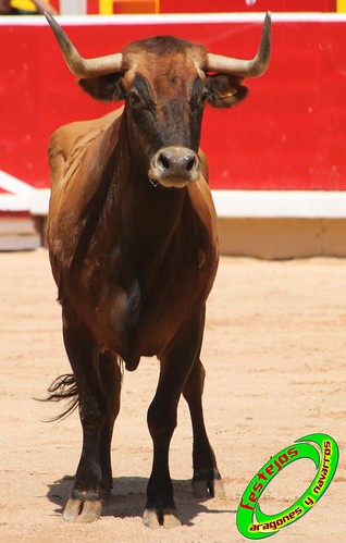 Concurso de recortadores con anillas de Pamplona (Navarra) ganaderias Santos Zapateria (Valtierra, Navarra), Herederos de Angel Macua (Larraga, Navarra), Jose Arriazu e Hijos (Ablitas, Navarra) y Vicente Dominguez (Funes, Navarra) 4794088822_a8a74567a4