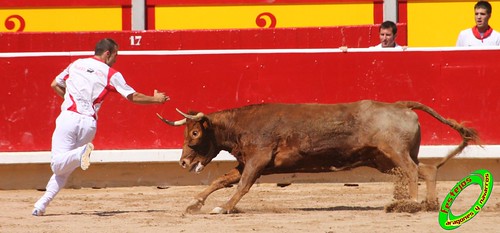 Concurso de recortadores con anillas de Pamplona (Navarra) ganaderias Santos Zapateria (Valtierra, Navarra), Herederos de Angel Macua (Larraga, Navarra), Jose Arriazu e Hijos (Ablitas, Navarra) y Vicente Dominguez (Funes, Navarra) 4794086488_c6e9168fec