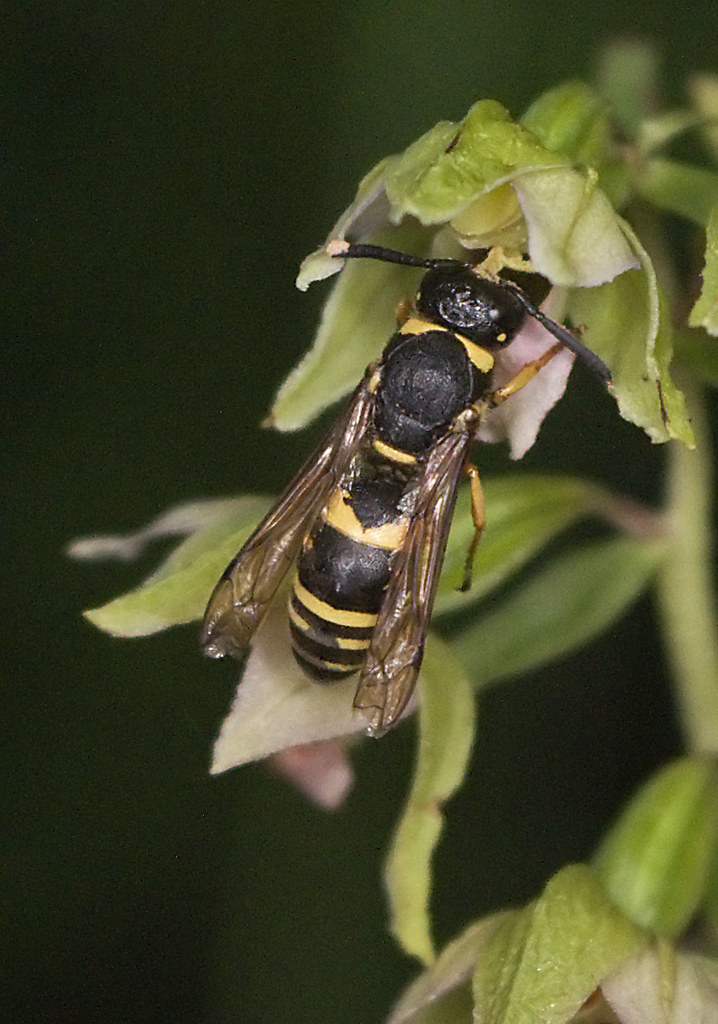 Ancistrocerus sp. 4786098573_3172bb3484_b