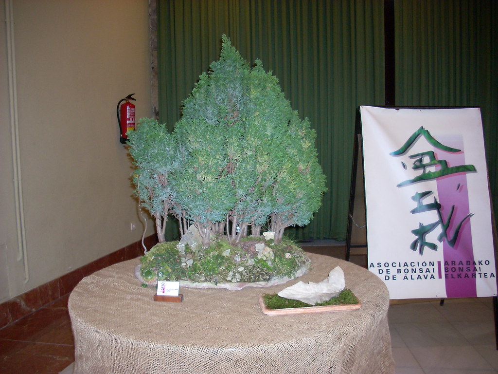 EXPOSICION DE BONSAI EN VITORIA-GASTEIZ - Página 4 5072666646_3ba90195cb_b