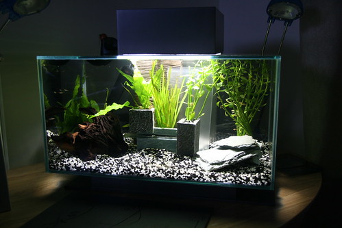 My first fish tank attempt 4987541774_062eb13952