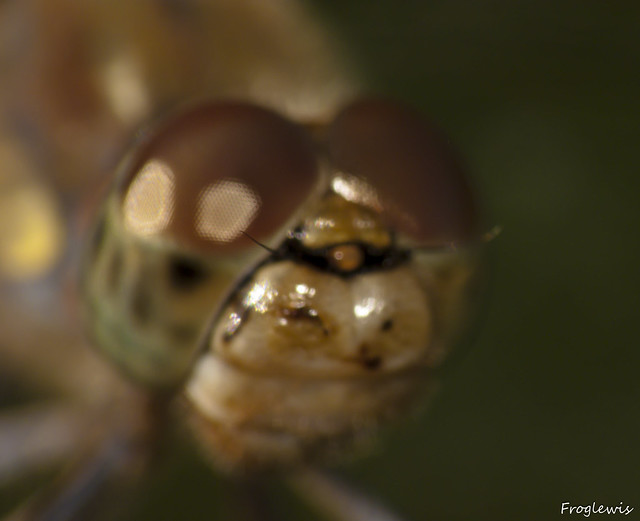 Sympétrum jaune d'or ( Sympetrum flaveolum )  4990456811_eebe5c4cd6_z