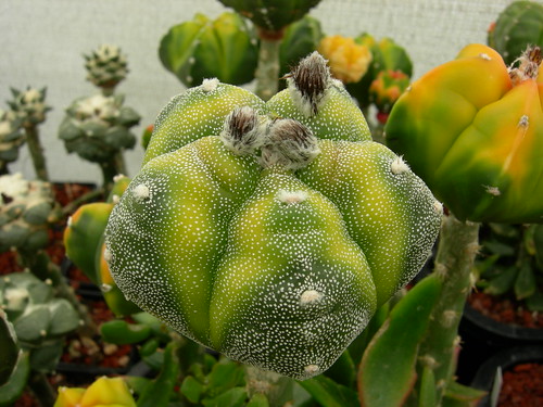 Astrophytum cultivars. 5219350586_9d41298470