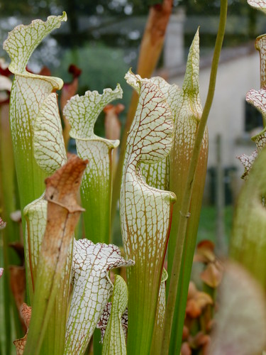 Leucophylla et Moorei =) 4997901997_4de2dd75cb