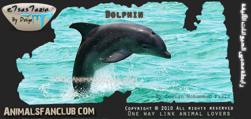  حيوان البحار والمحيطات .. الدلافين Dolphins 4765669251_aeb018b4a9