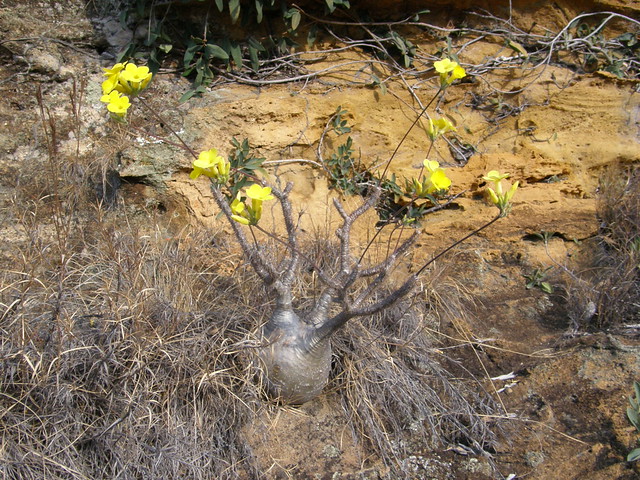 Pachypodium rosulatum - in situ [devinette] 4956021847_c965fe97fd_z
