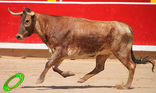 Concurso de recortadores con anillas de Pamplona (Navarra) ganaderias Santos Zapateria (Valtierra, Navarra), Herederos de Angel Macua (Larraga, Navarra), Jose Arriazu e Hijos (Ablitas, Navarra) y Vicente Dominguez (Funes, Navarra) 4793444653_f0a7b5132c