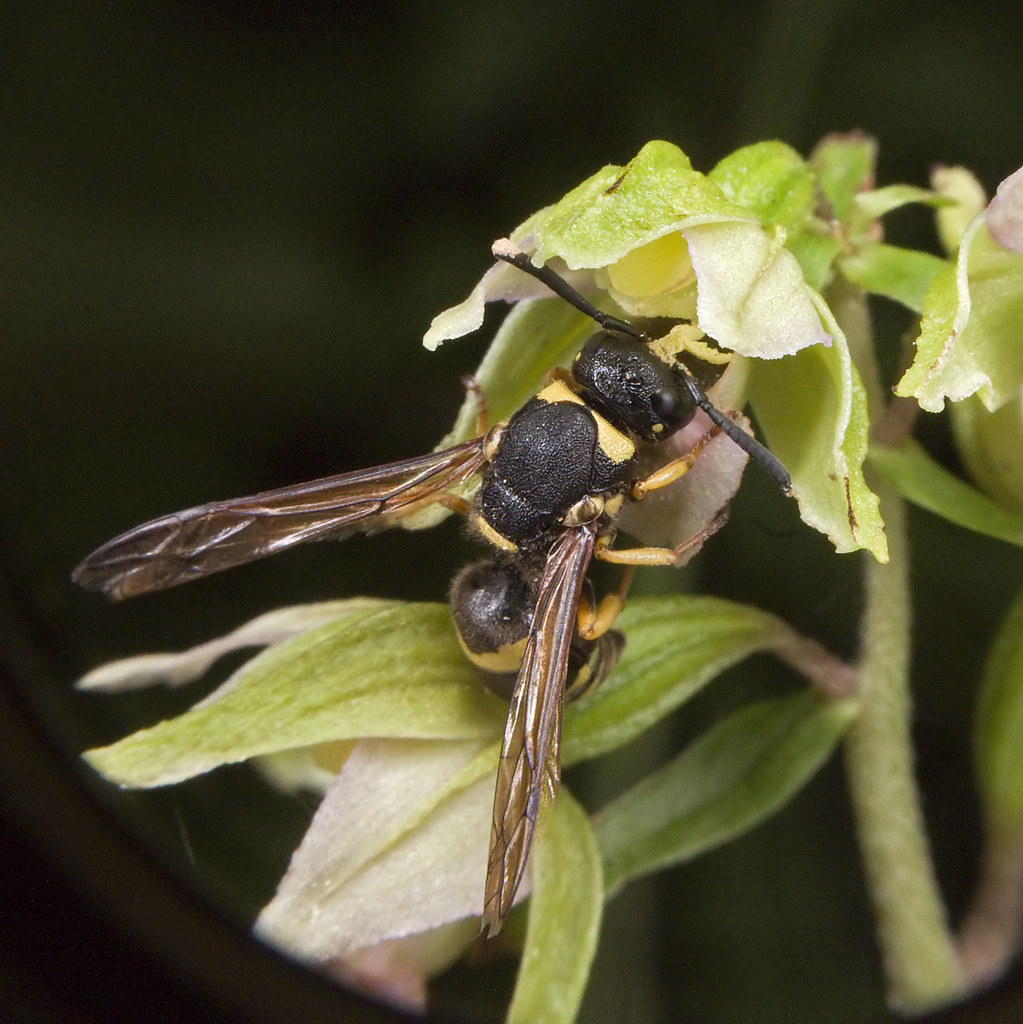 Ancistrocerus sp. 4786910212_fbace9cccb_b