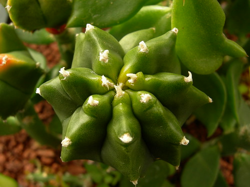 Astrophytum cultivars. 4815030126_f62d89b052