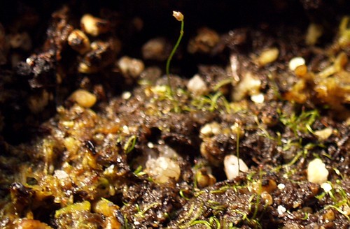 Utricularia Subulata 2