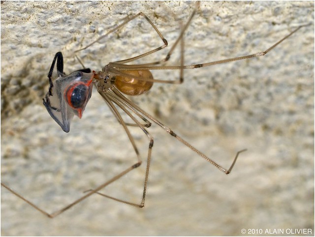 Pholcus phalangioides - Pholcidae 5093902993_831c730cd0_z