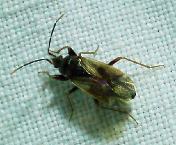 Eremocoris fenestratus 4292068685_ca03855a0c_o