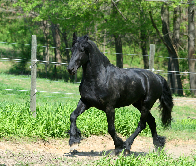 Nuevo post de caballos en venta (en el juego) ACTUALIZADO 01/05/12 4524552298_959ef860a1_z