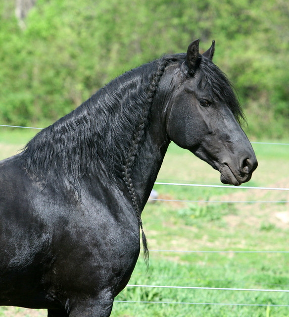 Nuevo post de caballos en venta (en el juego) ACTUALIZADO 01/05/12 4523924799_104f646b4a_z