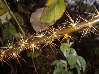 Alluaudia ascendens, Caiophora chuquitensis, Barnadesia polyacantha, Corryocactus [devinette] 4912200565_44010bd0e5_n