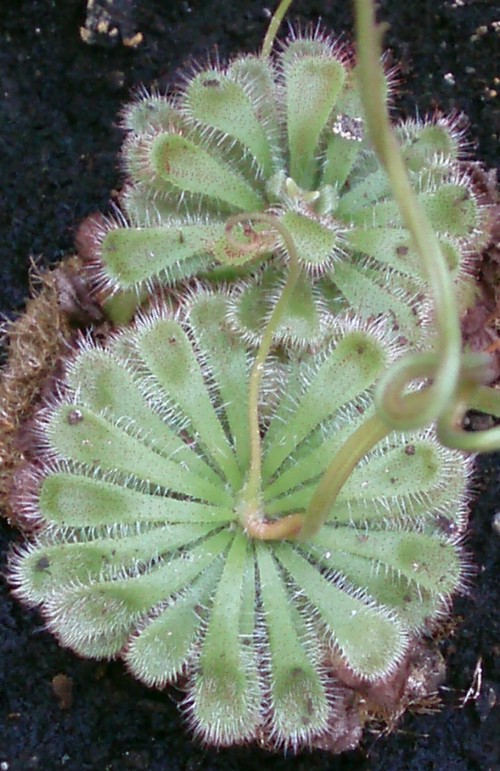 Drosera aliciae 5071608400_962b708767_o