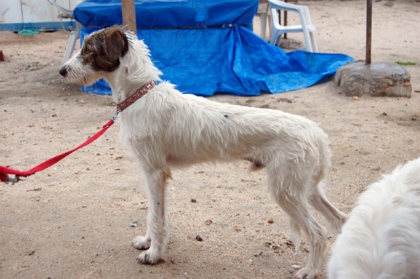 *TURIN (abril 2009), perrito de tamaño grande tirado como un cacharro viejo. Es muy miedoso, necesita un adoptante especial que le ayude a confiar. PROA Madrid (Solo en adopcion en la comunidad de Madrid) (PE) 4798961560_9f93a3d129_z