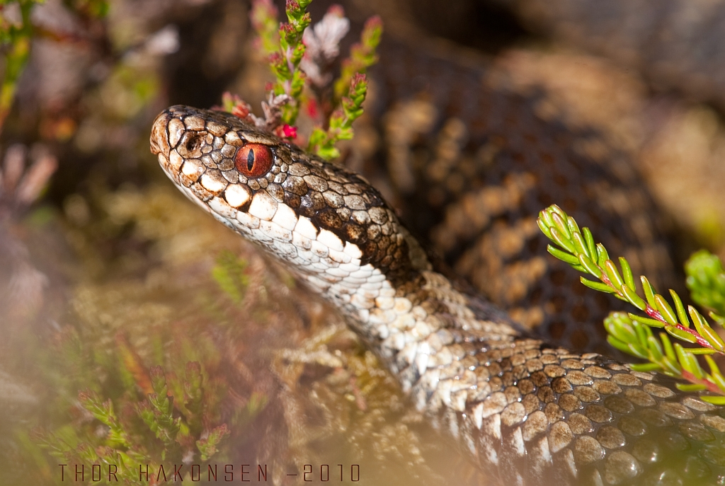 Norway - Vipera berus berus 4739781720_109f628d70_o