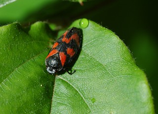 Cercopis vulnerata - Cercope sanguin ou Cercope sanguinolent - 11/05/10