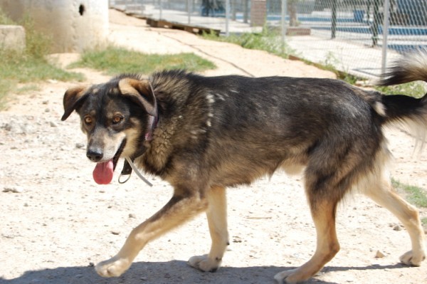 *TRAVIS (octubre 2002),perrito de tamaño grande en adopcion, un superviviente de Chinchón. quieres conocerlo?? PROA Madrid (Solo en adopcion en la comunidad de Madrid) (PE) 4799013574_34559ef0af_z