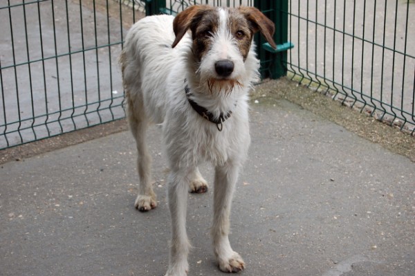 *TURIN (abril 2009), perrito de tamaño grande tirado como un cacharro viejo. Es muy miedoso, necesita un adoptante especial que le ayude a confiar. PROA Madrid (Solo en adopcion en la comunidad de Madrid) (PE) 4798926250_4a9f6a7272_z