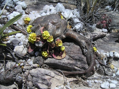 Euphorbia quartzicola [devinette] 4953663849_10ab5ecec6