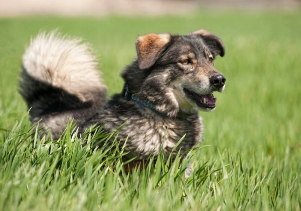 *TRAVIS (octubre 2002),perrito de tamaño grande en adopcion, un superviviente de Chinchón. quieres conocerlo?? PROA Madrid (Solo en adopcion en la comunidad de Madrid) (PE) 4798890956_61ef939e59_z