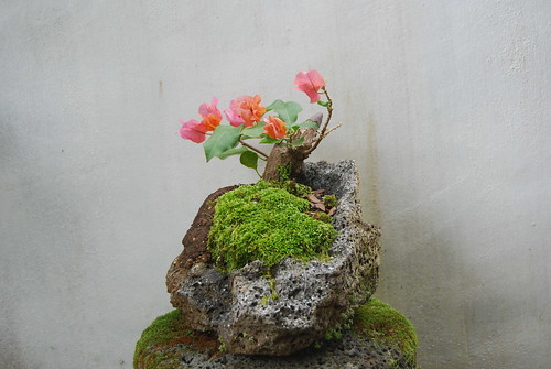 You still have your first bonsai?  - Page 2 4875385486_b425f5b897