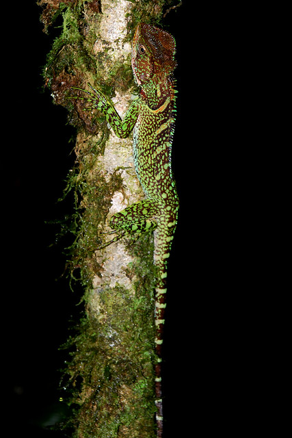 Una selva poblada de criaturas “extrañas” en Ecuador 5183822577_695ea8ce29_z