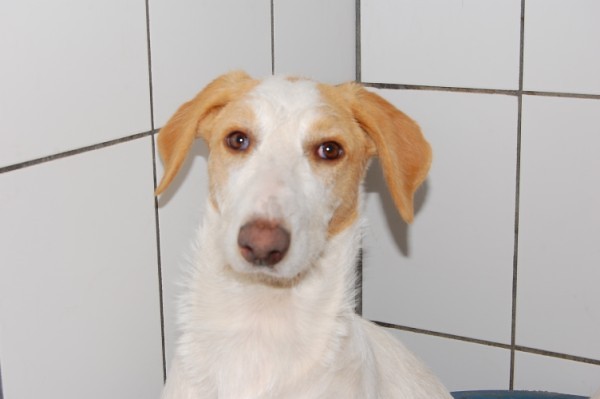 *REGGIO (julio 2009), perrito de tamaño grande en adopcion, un juguete roto más. Es muy miedoso, necesita un adoptante especial que le ayude a confiar. PROA Madrid (Solo en adopcion en la comunidad de Madrid) (PE) 4798329533_b2890f87b6_z